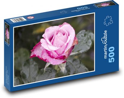 Růžová růže - květ, zahrada - Puzzle 500 dílků, rozměr 46x30 cm
