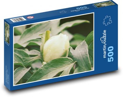 White peony - garden, flower - Puzzle of 500 pieces, size 46x30 cm 