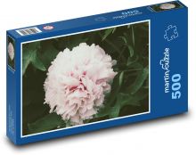 Růžová pivoňka - květ, zahrada Puzzle 500 - 46x30 cm