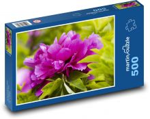 Pfingstrose - Pflanze, Blume Puzzle 500 Teile - 46 x 30 cm