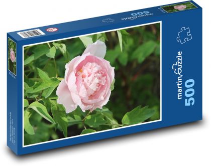 Ružová pivonka - ružový kvet, kvetina - Puzzle 500 dielikov, rozmer 46x30 cm 