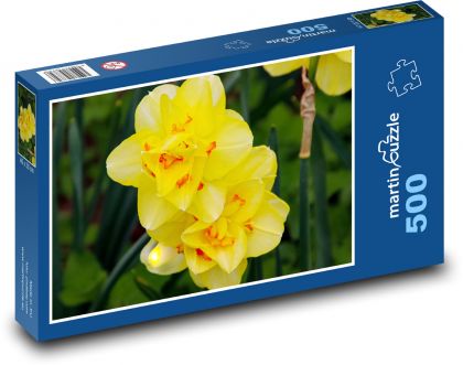 Żółte żonkile - kwiaty, botanika - Puzzle 500 elementów, rozmiar 46x30 cm