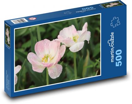 Růžové tulipány - květ, zahrada  - Puzzle 500 dílků, rozměr 46x30 cm