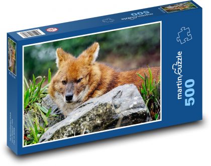 Indický divoký pes - dhoul, zviera - Puzzle 500 dielikov, rozmer 46x30 cm 