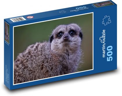 Surikata - savec, zvíře - puzzle 500 dílků