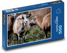 Owca kameruńska - ssak, zwierzę Puzzle 500 elementów - 46x30 cm