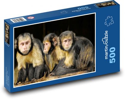 Kapuzineraffe - Affe, Primat - Puzzle - 500 Teile