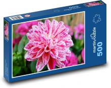Jiřina - květina, zahrada Puzzle 500 dílků - 46 x 30 cm