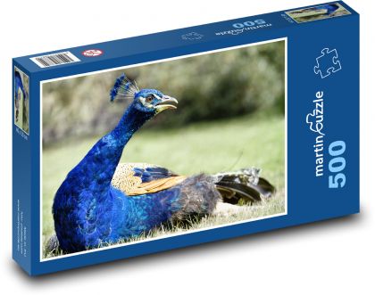 Páv - pták, peří - puzzle 500 dílků