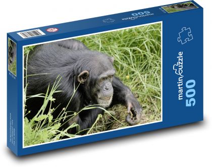 Šimpanz - opice, primát - Puzzle 500 dílků, rozměr 46x30 cm
