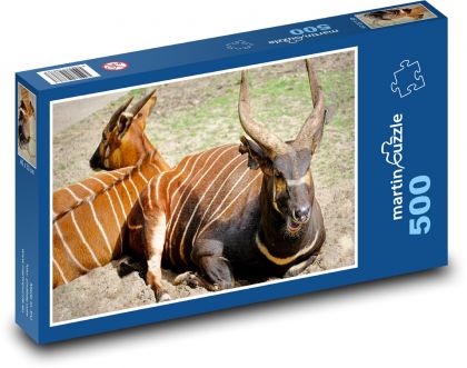 Antelope bongo - striped animal, zoo - Puzzle of 500 pieces, size 46x30 cm 