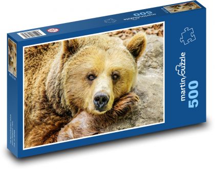 Medvěd hnědý - zvíře, zoo - puzzle 500 dílků