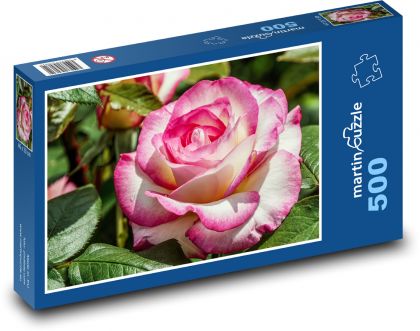 Ušľachtilá ruža - kvetina, záhrada - Puzzle 500 dielikov, rozmer 46x30 cm 