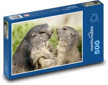 Marmot - rodent, animal Puzzle of 500 pieces - 46 x 30 cm 