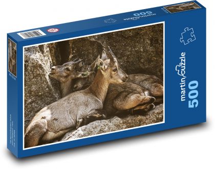 Mláďata kozorožce - zvířata, zoo - Puzzle 500 dílků, rozměr 46x30 cm