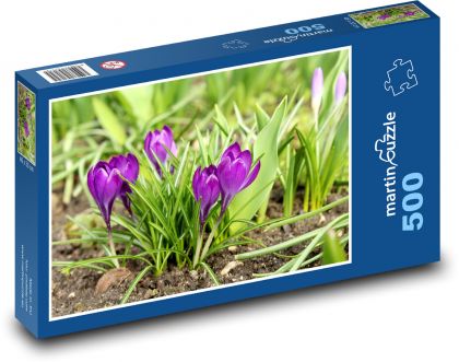 Purple crocuses - spring flowers, plants - Puzzle of 500 pieces, size 46x30 cm 