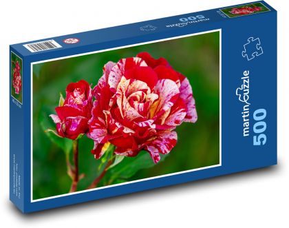 Růže - květ, květina - Puzzle 500 dílků, rozměr 46x30 cm