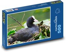 Łyska - ptak wodny, zwierzę Puzzle 500 elementów - 46x30 cm