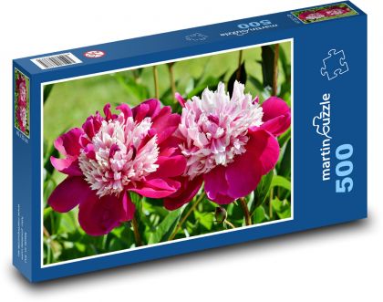Piwonia - kwiat, wiosna - Puzzle 500 elementów, rozmiar 46x30 cm