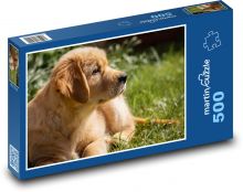 Pes - zlatý retriever, štěně Puzzle 500 - 46x30 cm