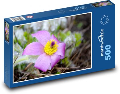 Koniklec - nachový květ, květina - Puzzle 500 dílků, rozměr 46x30 cm