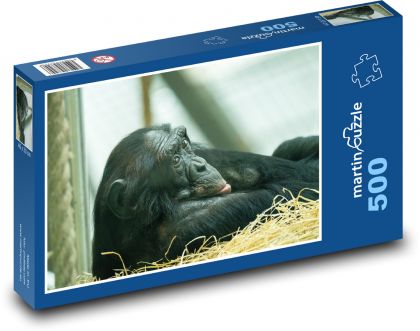 Chimpanzee - monkey, mammal - Puzzle of 500 pieces, size 46x30 cm 