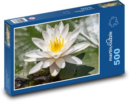Blühende Seerose - Pflanze, Wasser - Puzzle - 500 Teile