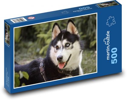 Husky - pes, domácí zvíře - Puzzle 500 dílků, rozměr 46x30 cm