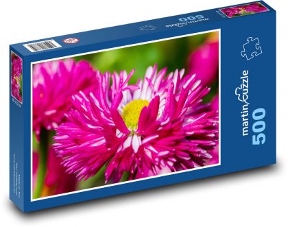 Astra - różowy kwiat, roślina - Puzzle 500 elementów, rozmiar 46x30 cm