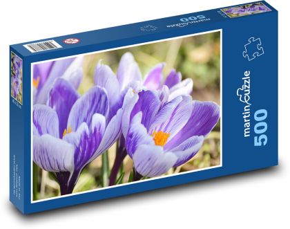 Krokusy - květ, jaro - Puzzle 500 dílků, rozměr 46x30 cm