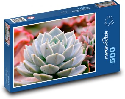 Kaktus - sukulent, rostlina - Puzzle 500 dílků, rozměr 46x30 cm