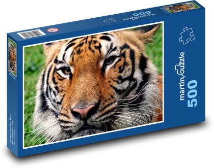 Bengálský tygr - zvíře, zoo - Puzzle 500 dílků, rozměr 46x30 cm