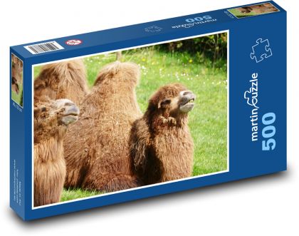 Velbloud - zvíře, savec - puzzle 500 dílků