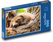 Lenochod - strom, savec Puzzle 500 - 46x30 cm