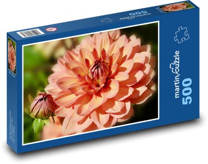 Jiřina - květ, poupata - puzzle 500 dílků