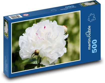 Peony - white flower, plant - Puzzle of 500 pieces, size 46x30 cm 
