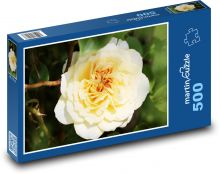 Žlutá růže - květina, rostlina Puzzle 500 - 46x30 cm