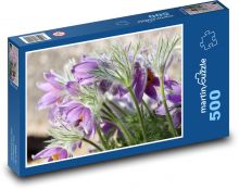 Koniklec - fialová květina, rostlina Puzzle 500 dílků - 46 x 30 cm