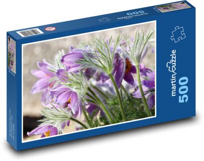 Koniklec - fialová květina, rostlina - Puzzle 500 dílků, rozměr 46x30 cm
