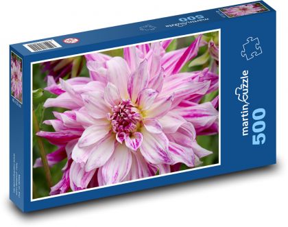 Różowe dalie - kwiat, ogród - Puzzle 500 elementów, rozmiar 46x30 cm