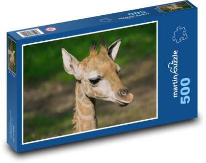 Žirafa - mládě, savec - puzzle 500 dílků