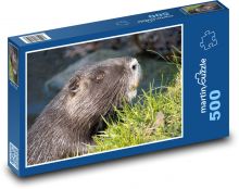 Nutrie - vodní zvíře, potok  Puzzle 500 - 46x30 cm