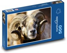Ovce - rohy, zvíře Puzzle 500 - 46x30 cm