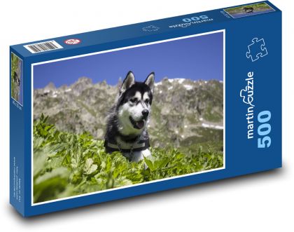 Husky syberyjski - pies, zwierzątko domowe - Puzzle 500 elementów, rozmiar 46x30 cm