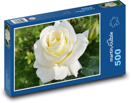 Biała róża - kwiat, ogród - Puzzle 500 elementów, rozmiar 46x30 cm
