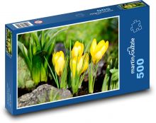 Krokusy - wiosenne kwiaty, żółte kwiaty Puzzle 500 elementów - 46x30 cm
