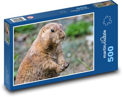 Prérijní pes - zvíře, hlodavec - puzzle 500 dílků