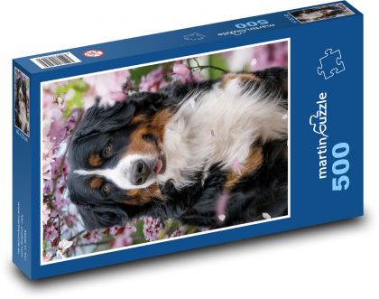 Bernese Mountain Dog - animal, pet - Puzzle of 500 pieces, size 46x30 cm 
