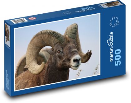 Pouštní tlustorohá ovce - zvíře, rohy - Puzzle 500 dílků, rozměr 46x30 cm