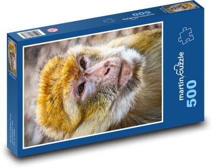 Małpa barbarzyńska - zwierzę, ssak - Puzzle 500 elementów, rozmiar 46x30 cm